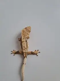 Pagekon řasnatý
