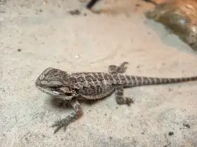 Agama vousatá