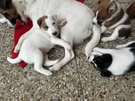 Štěňátka typu foxteriera hladkosrstého