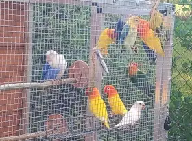 Agapornis fišery