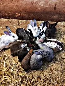 Králík, králíci samice