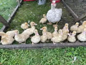 Prodám mladé pižmovky