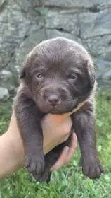 Čokoládová štěňata Labradorského retrívra s PP