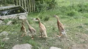Letošní káčata indického běžce k prodeji