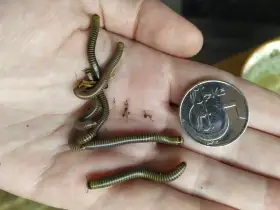 Mnohonožky Anadenobolus monilicornis a další