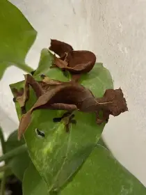 Uroplatus Ebenaui