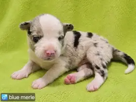 Border kolie Štěňátka s vyšetřením s PP