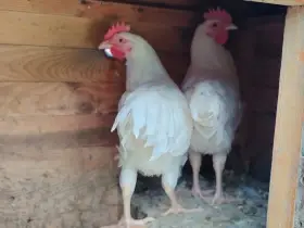 Kohouti
