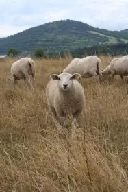 Prodám letošní chovné jehnice