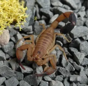0.0.4 Tityus smithii "Gold" (3 - 4sv.)