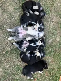 Štěňátka Husky shepherd