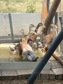 Indický běžec- 5 kačerů