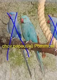 Alexandr malý  r.2024 - modrý samec