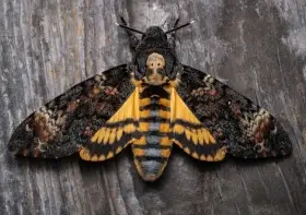 Motýli housenky Lišaj smrtihlav Acherontia atropos