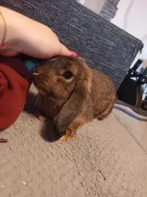 Ouško