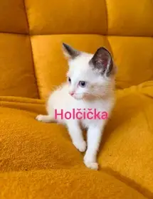 Koťata Ragamese