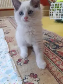 Kocourek po rodičích plemene Ragdoll