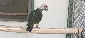 P.g.g.