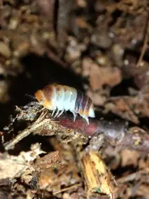 13 druhů isopod a další přibývají E-SHOP