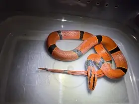 Ovophis tonkiensis, Oreocryptophis porphyraceus pulchra