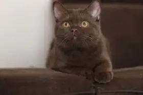 Britská koťátka s PP