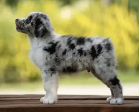 Australský ovčák exkluzivní Blue Merle pejsek