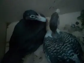 Prodám kačenky z domácího malochovu
