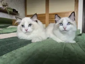 Koťata ragdoll