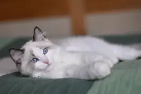 Koťata ragdoll