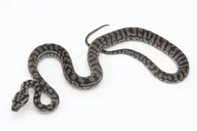 Morelia spilota metcalfei