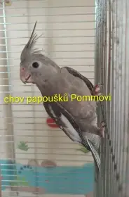 Korela chocholatá - do chovu i na ochočení