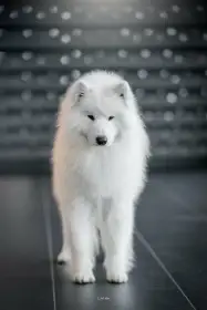 Pejsci samojedů