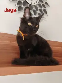 Mainská mývalí s PP