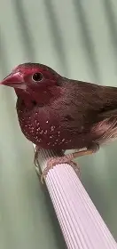 Africké pěnkavy