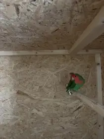 Agapornis růžohrdlý