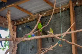 Kakariki
