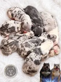 American Bully xl / xxl