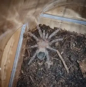 Tliltocatl vagans slings