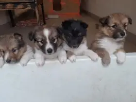 Sheltie / Šeltie s PP