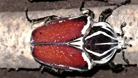 Goliathus goliatus