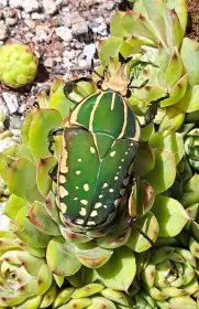 Chelorrhina polyphemus confluens