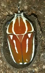 Mecynorhina torquata ugandensis