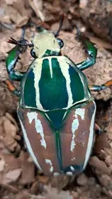 Mecynorhina torguara ugandesis