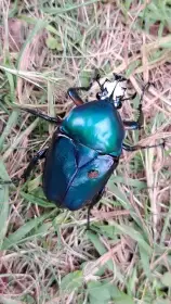 Dicronorrhina oberthueri
