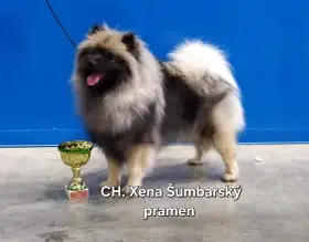 Německý špic vlčí Keeshond štěňata s PP
