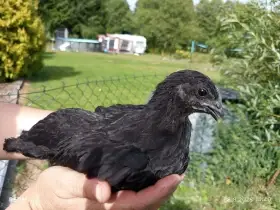 Prodám  i různá kuřata