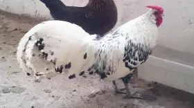 Sháním kohouta hamburčanky stříbrné černě tečkované, světlé barvy.