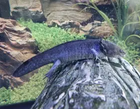 Axolotl mexický
