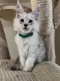 Poseidon