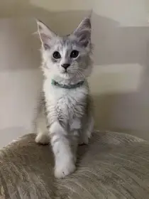 Poppy